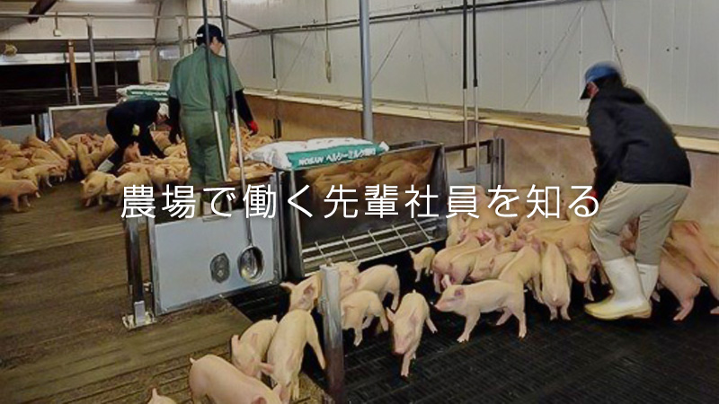 農場で働く先輩社員を知る